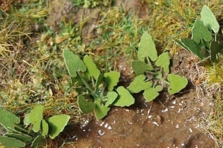 VGT002 Model scene, lopúchy