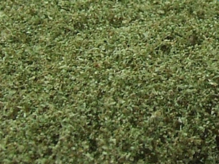 9052 Naturex mikro lístie, farba zelená vrbová
